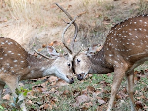 Male White-spotted Deer Fighting© Ken & Mary Campbell