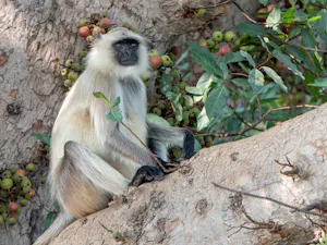 Northern Plains Gray Langur© Ken & Mary Campbell