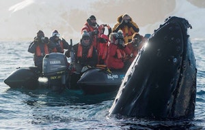 Humpback Whale © Scott Davis