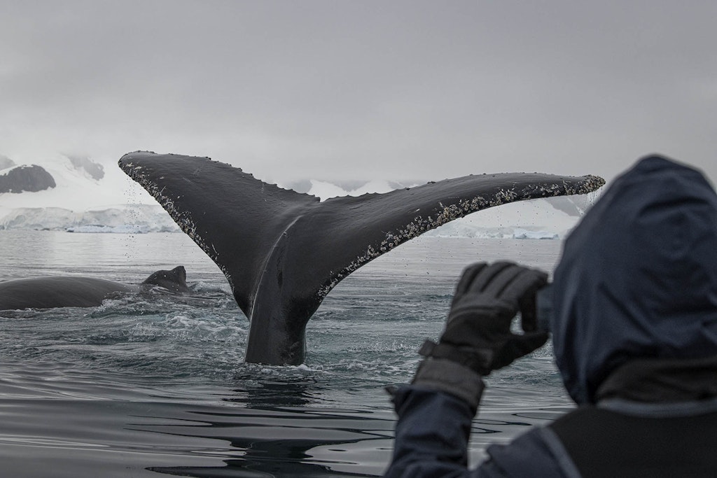 Humpback Whale © Scott Davis