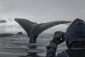 Humpback Whale © Scott Davis