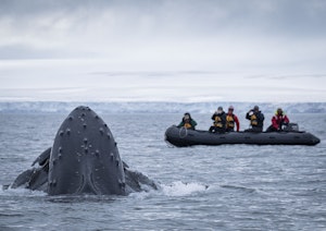 Humpback Whale © Scott Davis