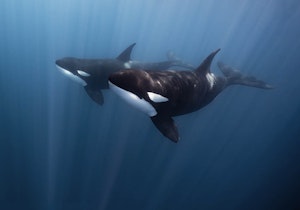 Orcas © Scott Davis