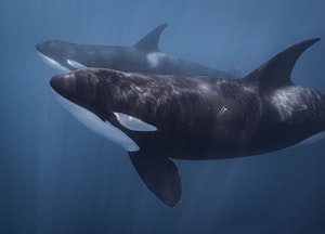 Orcas © Scott Davis