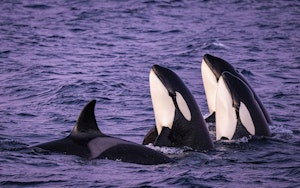 Orcas © Scott Davis