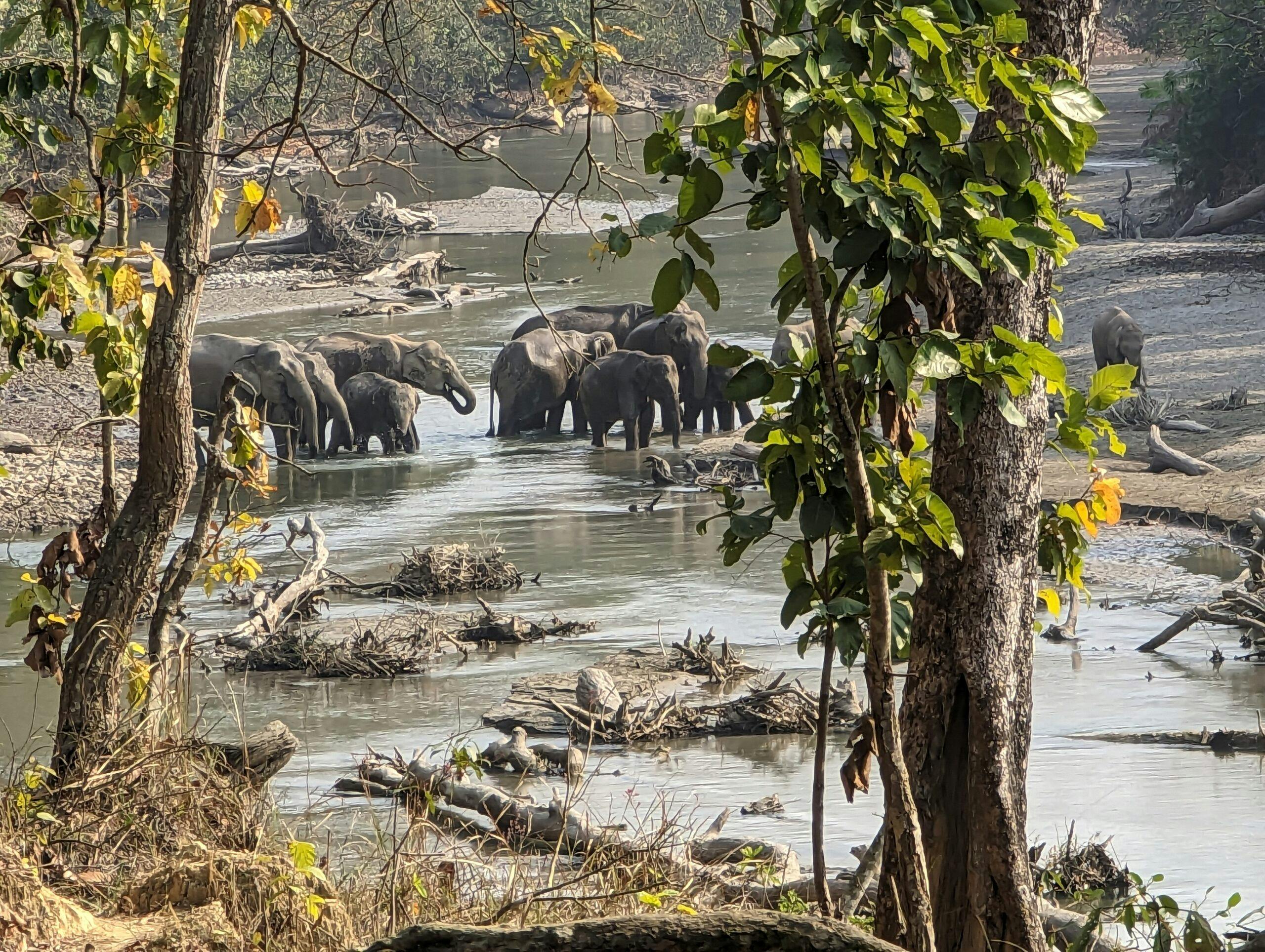 Wild Elephants © Patti Collins