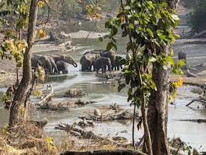 Wild Elephants © Patti Collins