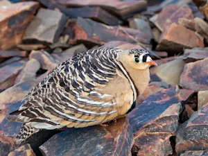 Painted Sandgrouse© Ken & Mary Campbell