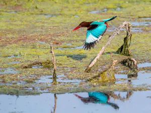 White-throated Kingfisher© Ken & Mary Campbell
