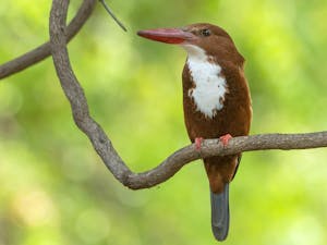 White-throated Kingfisher© Ken & Mary Campbell