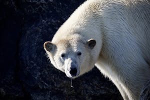 Polar Bear taken with Telephoto Lense © Robyn Carmel