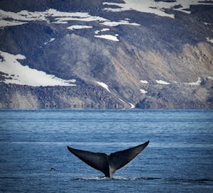 Whale Tail © Robyn Carmel