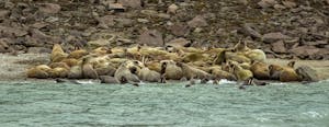 Walruses © Anita DuPratt