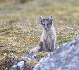 Arctic Fox © Tom and Lindsay Bell
