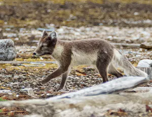 Arctic Fox© Anita DuPratt