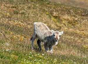 Reindeer© Anita DuPratt