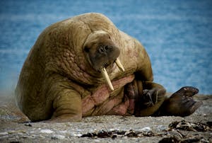 Walrus © Robyn Carmel