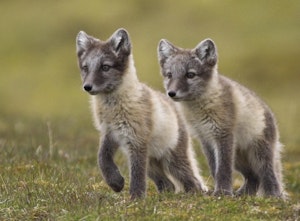 Arctic Foxes© Lori Rothstein