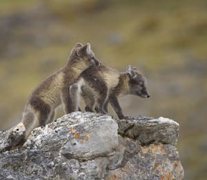 Arctic Foxes© Lori Rothstein
