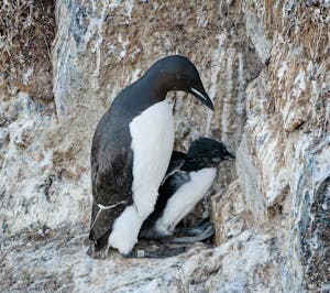 Guillemots© Anita DuPratt