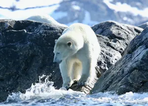 Polar Bear taken with Telephoto Lens © Stephen Gorfien