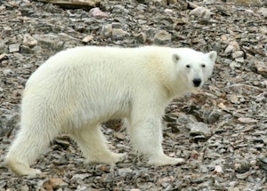 Polar Bear taken with Telephoto Lens © Stephen Gorfien