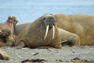 Walruses© Stephen Gorfien