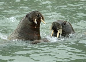 Walruses© Stephen Gorfien