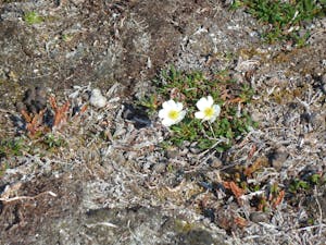 Flowers © Stephen Tauber