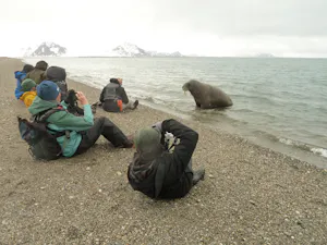 Close Interaction with a Walrus © Stephen Tauber