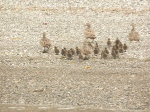 Ducks© Stephen Tauber