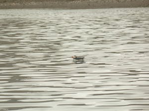 Puffin© Stephen Tauber