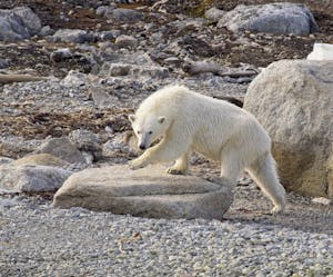 Polar Bear taken with Telephoto Lens© Lori Rothstein