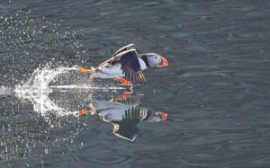 Puffin© Lori Rothstein