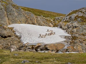 Reindeer© Lori Rothstein