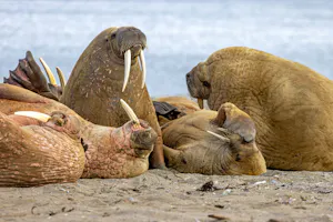 Walruses © Stefan Froehlich