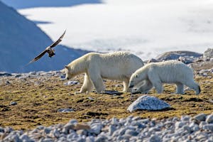Polar Bears taken with Telephoto Lens © Stefan Froehlich
