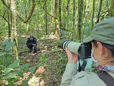 Uganda chimpanzee &copy; Walter