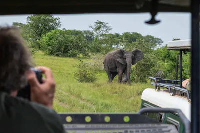Uganda elephant &copy; Ann Laubach