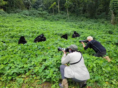 Uganda mountain gorilla &copy; Adam Walter