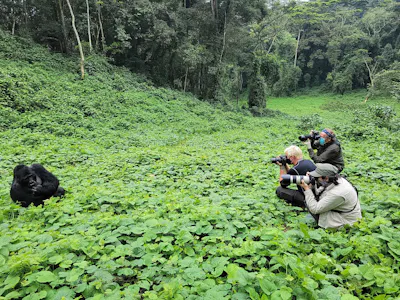 Uganda mountain gorilla &copy; Adam Walter