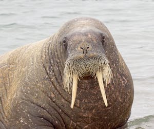 Walrus© Lori Rothstein
