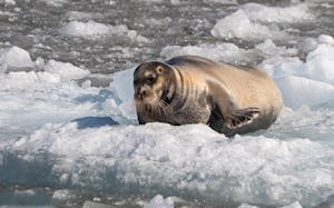 Bearded Seal-_Anita-DuPratt© Anita DuPratt