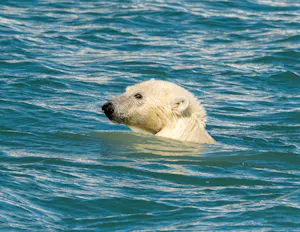 Polar Bear taken with Telephoto Lens © Anita DuPratt