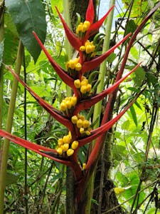 Local Flora © Laurel Devaney