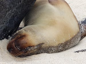 Galapagos Sea Lion © Laurel Devaney