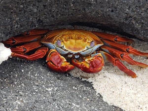 Sally Light Foot Crab© Laurel Devaney