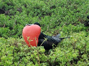 Frigate Bird© Laurel Devaney