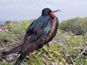 Frigate Bird© Laurel Devaney