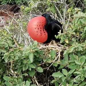 Frigate Bird© Ken Russell